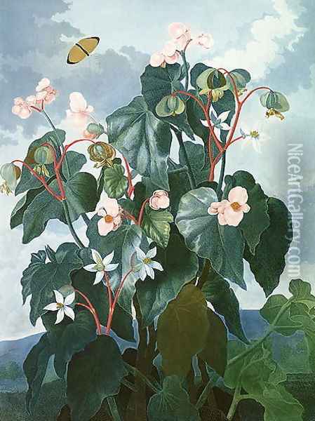 The Oblique-leaved Begonia, engraved by Caldwell, from The Temple of Flora by Robert Thornton, pub. 1800 Oil Painting - Philip Reinagle