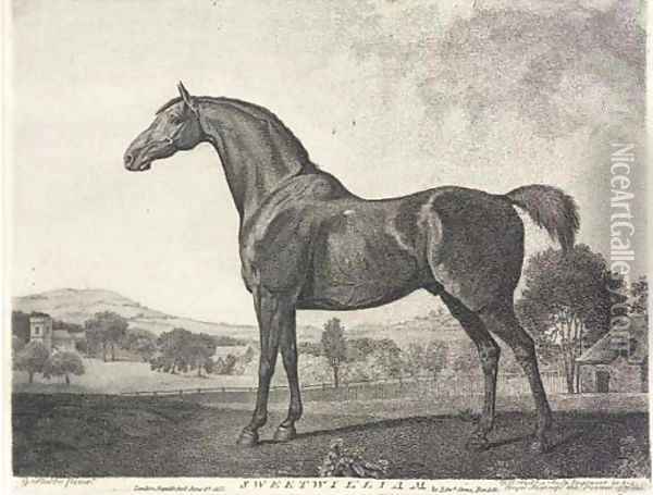 Sweetwilliam (Siltzer 264), by G. J. Stubbs Oil Painting - George Stubbs