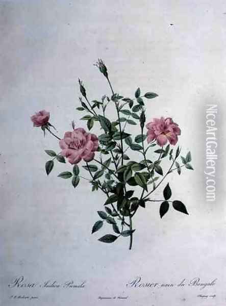 Rosa indica pumila dwarf Bengal rose, engraved by Chapuy, from Les Roses, 1817-24 Oil Painting - Pierre-Joseph Redoute