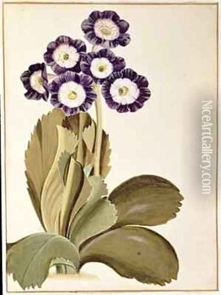 Primula Auricula Oil Painting - George Edwards