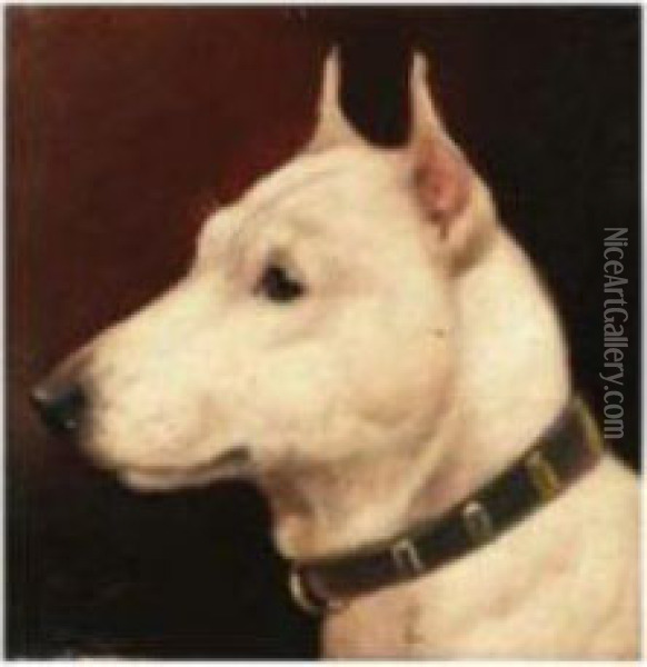 Head Of A Bull Terrier Oil Painting - T. Wheeler
