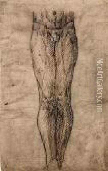 Study Of A Male Torso And Legs.<</b> Oil Painting - Maerten van Heemskerck