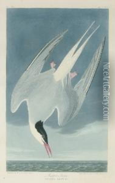 Arctic Tern (plate Ccl)
Sterna Arctica Oil Painting - Robert I Havell