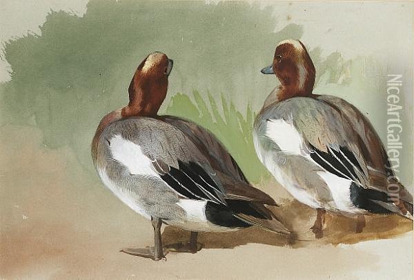 A Study Of Two Widgeon Drake Oil Painting - Archibald Thorburn