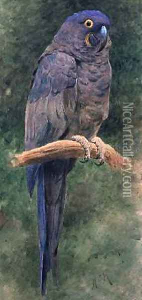 Hyacinth Macaw Oil Painting - Henry Stacy Marks
