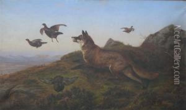 Disappointed - A Fox Putting Up Game In A Moorland Landscape Oil Painting - Charles Jones