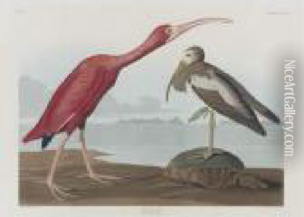 Scarlet Ibis (plate Cccxcvii) Oil Painting - John James Audubon