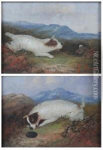 Terrier Pursuing A Rabbit; A Mouthful Ofprickles Oil Painting - J. Warren Sheppard