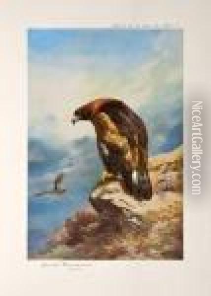 Birds Of Prey Oil Painting - Archibald Thorburn