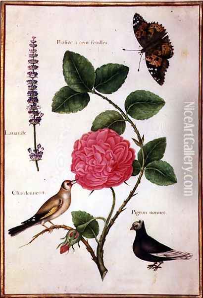 Centifolia Rose, Lavender, Tortoiseshell Butterfly, Goldfinch and Crested Pigeon Oil Painting - Nicolas Robert