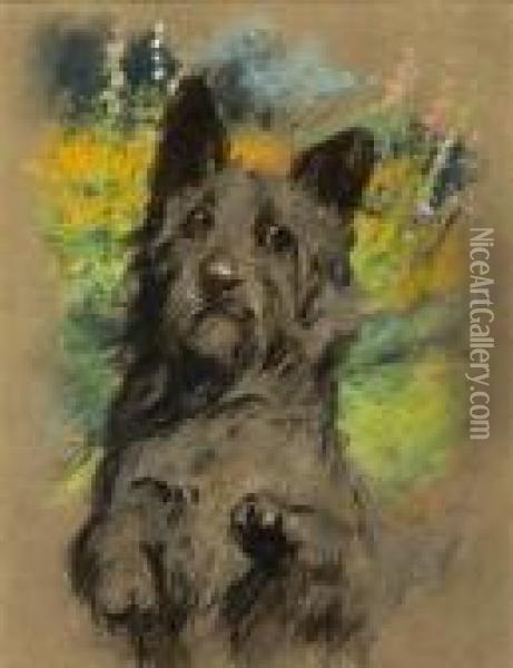 A Scottish Terrier Oil Painting - Arthur Wardle