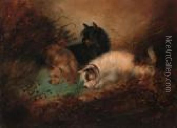 Terriers Rabbiting Oil Painting - George Armfield