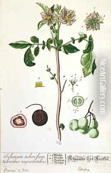 Potato plant and fruit, plate from 'Herbarium Blackwellianum' Oil Painting - Elizabeth Blackwell