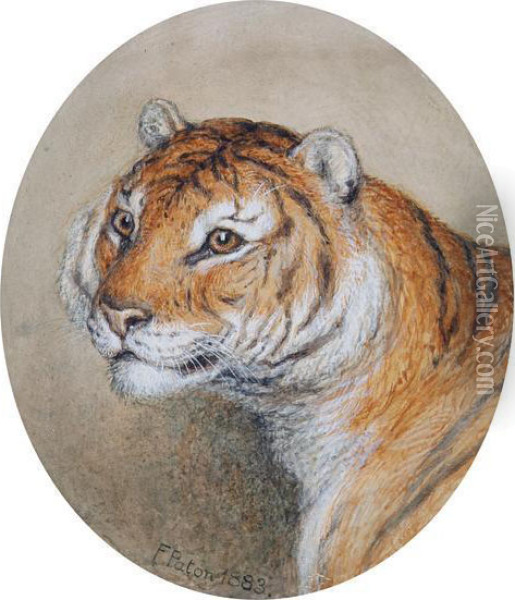 Head Study Of A Tiger Oil Painting - Frank Paton