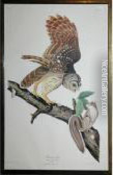 Barred Owl Oil Painting - John James Audubon