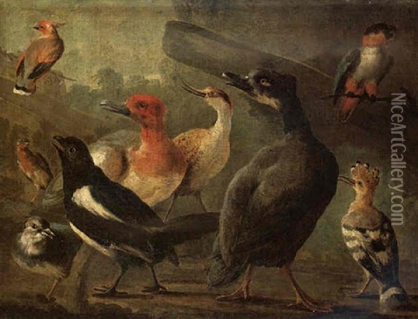 An Assembly Of Birds Including A Tufted Duck, A Magpie, A Hoopoe, A Parrot, A Parakeet, A Lapwing And A Curlew Oil Painting - Aert Schouman