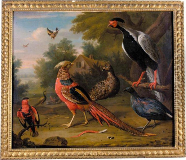Exotic Pheasants And Other Birds Oil Painting - Charles Collins