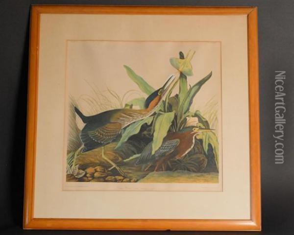 Green Heron. Ardea Virescens..... Oil Painting - Julius Bien