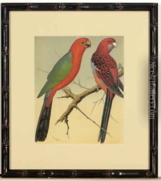The Illustrated Book Of Canaries And Cage-birds, British And Foreign: Six Plates Oil Painting - William Rutledge