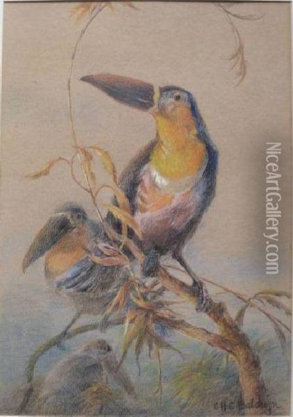 Toucans Oil Painting - Charles Henry C. Baldwyn