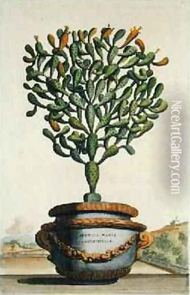 Opuntia Maior Augustifolia from Phytographia Curiosa Oil Painting - Abraham Munting