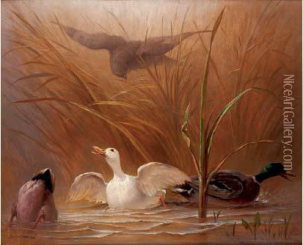 Canards Attaques Par Un Rapace Oil Painting - Auguste Delierre