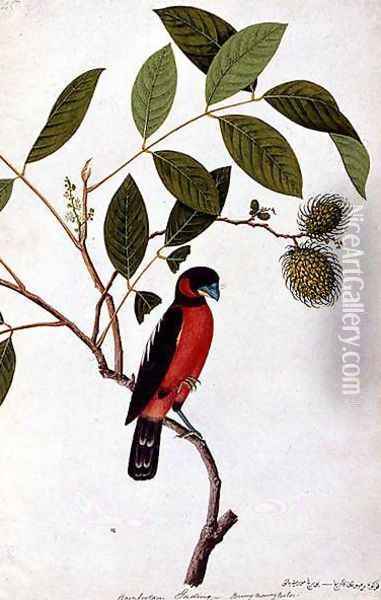 Rainbootani Gading, Boorong Mooray Batou, from 'Drawings of Birds from Malacca', c.1805-18 Oil Painting - Anonymous Artist