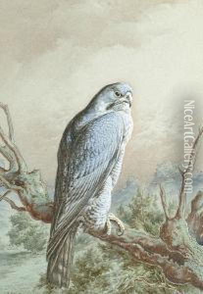 A Peregrine Falcon Oil Painting - Harry Bright