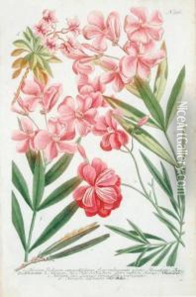 A Good Group Of 14 Various Flowering Plants Oil Painting - Johann Wilhelm Weinmann