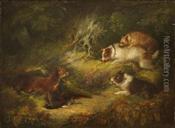 Terriers Surprising A Fox With Its Kill Of A Cock Pheasant Oil Painting - George Armfield