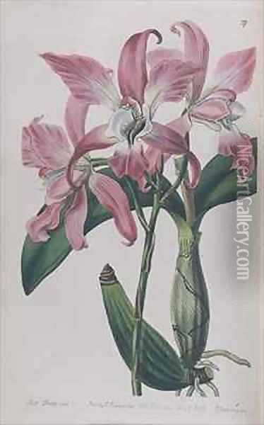 Coryanthes Macrantha Oil Painting - Miss Drake
