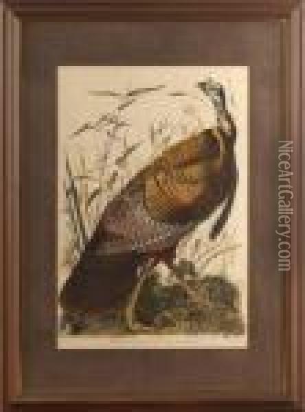 Wild Turkey, 
Male Oil Painting - John James Audubon