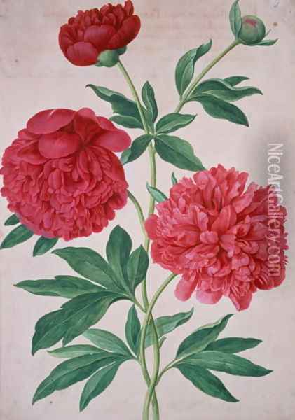 Peonies, plate 46 from the Nassau Florilegium Oil Painting - Johann Jakob Walther