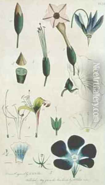 Plate XII Letter XVI Pentandria Monagia various flowers with five stamens Oil Painting - Frederick P. Nodder