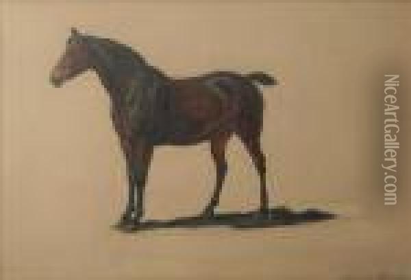 Study Of A Baygelding Oil Painting - Charles Jones
