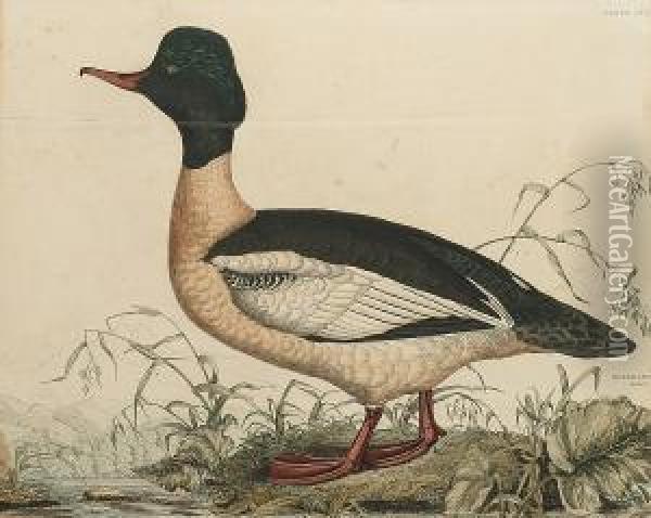 'gooseander, Male', 'red 
Breatsed Merganser', 'gadwall Duck, Male', 'common Wild Duck Male' Oil Painting - Prideaux John Selby
