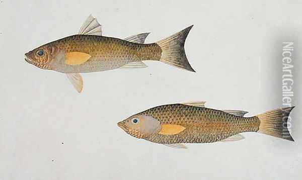 Fish with orange fins, from 'Drawings of Fishes from Malacca', c.1805-18 Oil Painting - Anonymous Artist