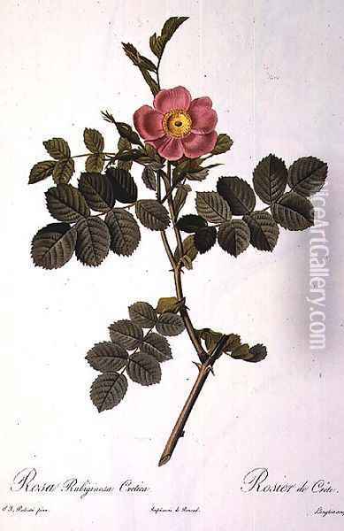 Rosa Rubiginosa Cretica, engraved by Langlois, from Les Roses, published by Remond, 1818 Oil Painting - Pierre-Joseph Redoute