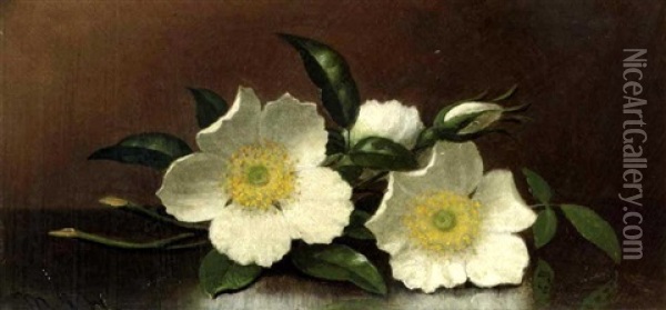 Cherokee Roses Oil Painting - Martin Johnson Heade
