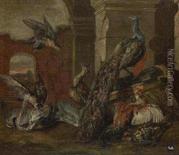 Falcons, A Crane, A Peacock And Other Birds In A Classical Ruin Oil Painting - Jan Fyt