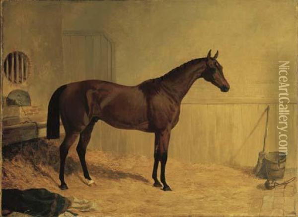 Cotherstone, A Bay Racehorse In A Stable Oil Painting - John Frederick Herring Snr