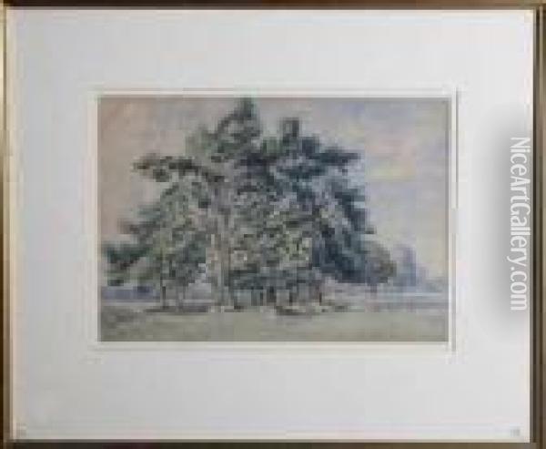 A Clump Of Pines Oil Painting - John MacWhirter