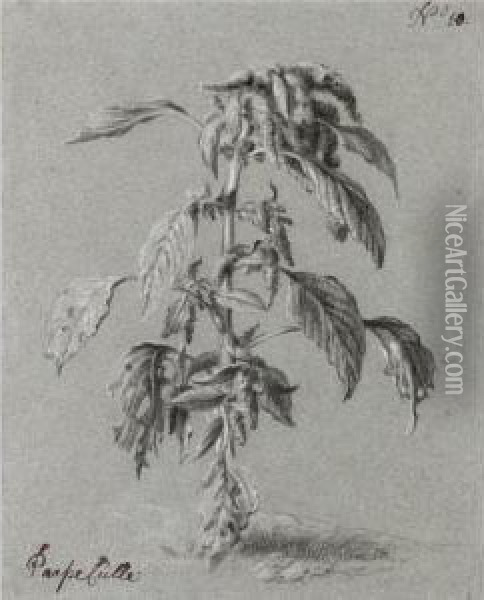 Study Of An Amaranthus Tricolor Linnaeus Oil Painting - Govert Teunisz. Flinck