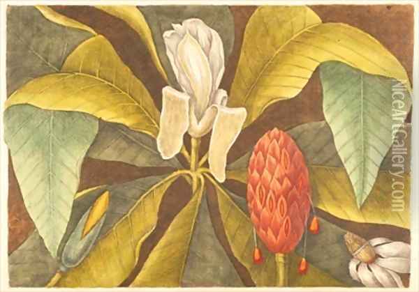 The Magnolia Oil Painting - Mark Catesby