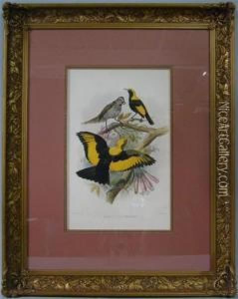 Sericulus Melinus - Regent Bird Oil Painting - Joseph Wolf