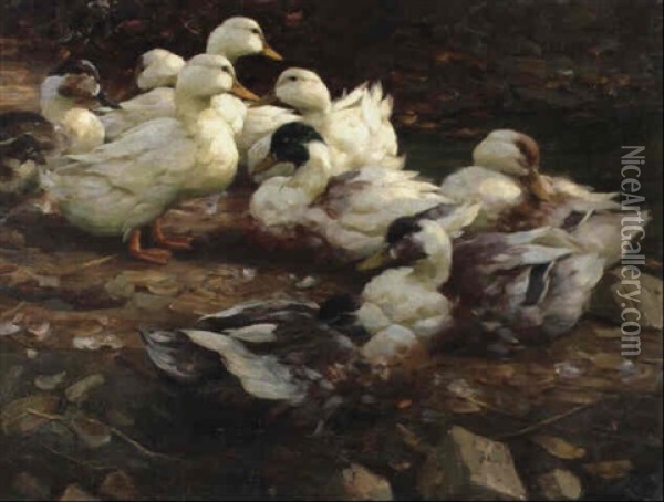 Neun Ruhende Enten Oil Painting - Alexander Max Koester