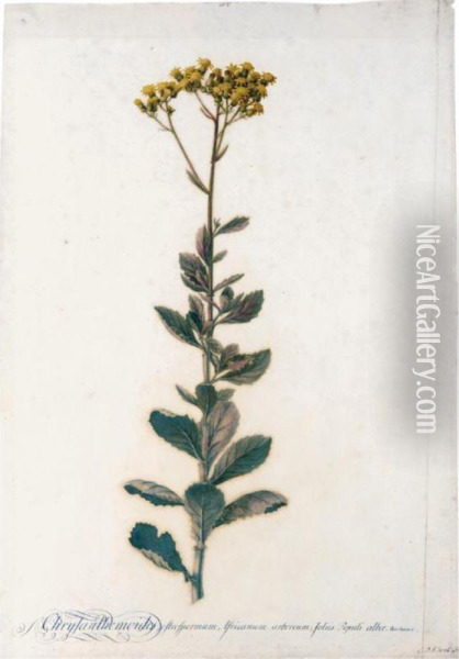 Chrysanthemoides Oil Painting - Georg Dionysius Ehret