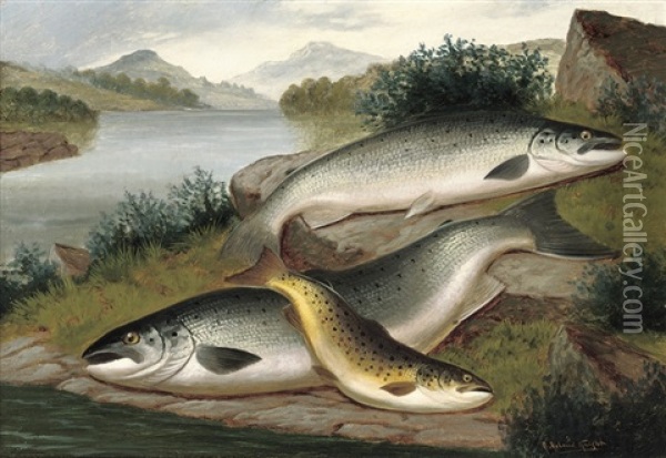 Salmon And Trout Of Loch Awe Oil Painting - A. Roland Knight