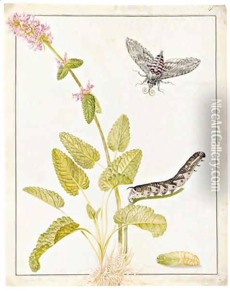 A Convolvulus Hawk Moth As A Pupa, Caterpillar And Moth, On A Sprig Of Betony Oil Painting - Maria Sibylla Merian