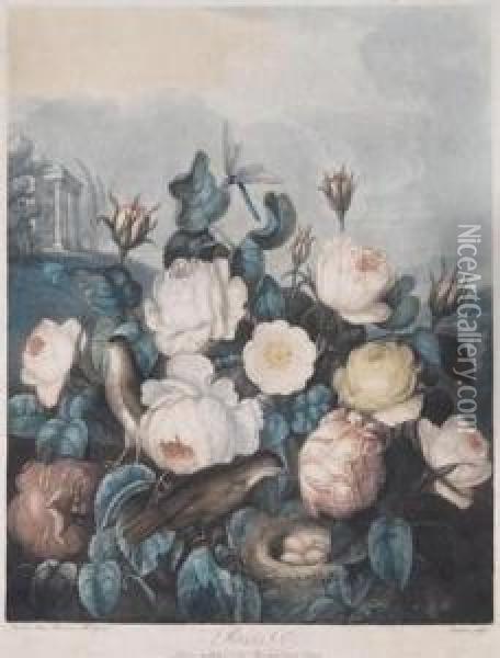 Roses Oil Painting - Robert John, Dr. Thornton